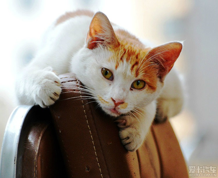 宠物狗与土狗混血：揭秘混血犬的独特魅力