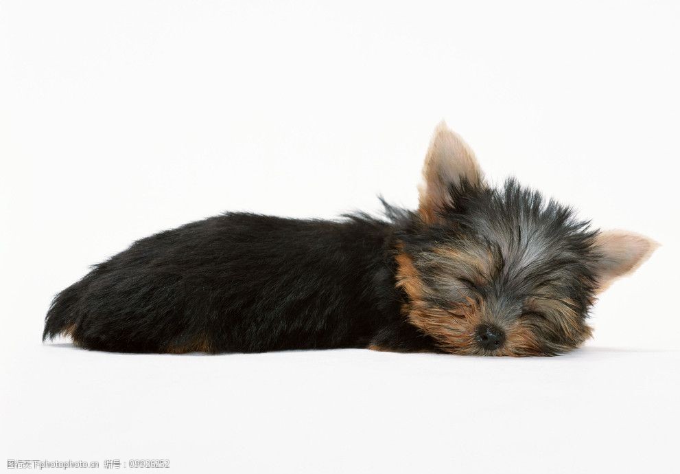 宠物狗吃木薯吗？揭秘木薯对狗狗的影响