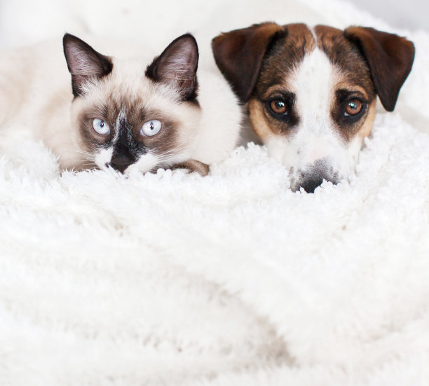 宠物狗趣味的游戏：陪伴中的欢乐时光