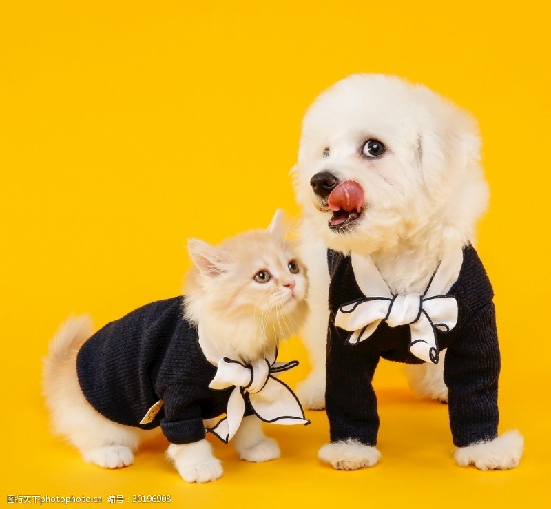 宠物狗鞋子洞洞鞋：时尚与舒适的完美结合