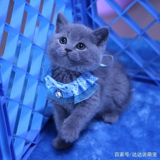 凹凹宠物狗造型：让毛孩子变身时尚小明星