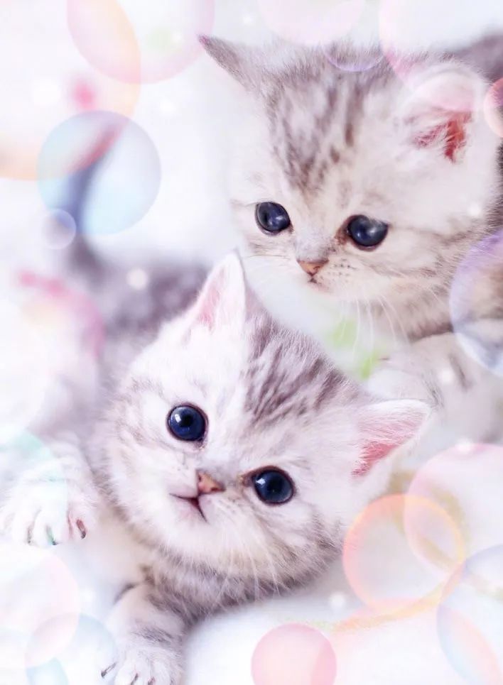 宠物狗的萌狗：揭秘萌宠背后的温馨故事