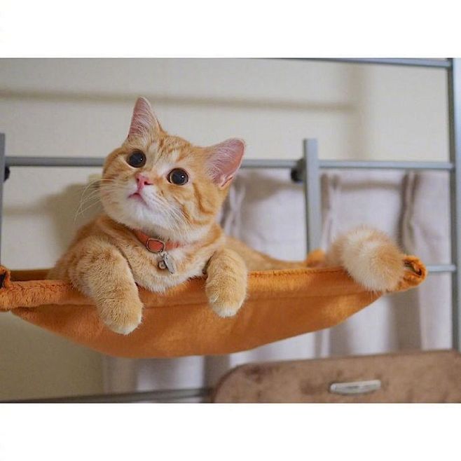 宠物狗的免疫了：守护健康，从接种疫苗开始