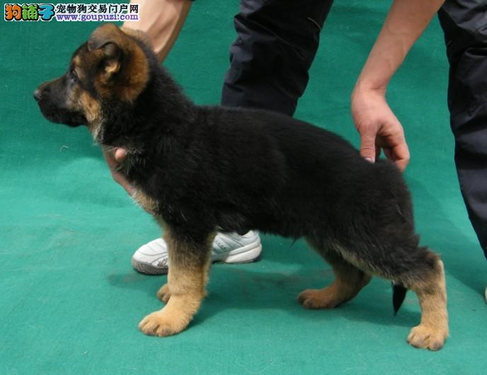 人捡宠物狗：一段意外的缘分，一生的温暖陪伴