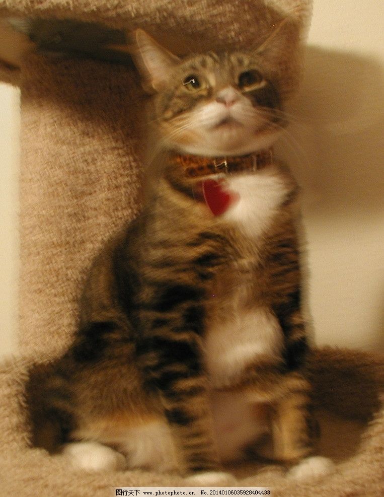 宠物狗贪睡的：揭秘狗狗嗜睡背后的秘密