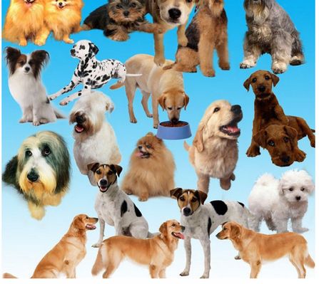 给宠物狗取名禁忌：避免这些错误，让爱犬名字更完美