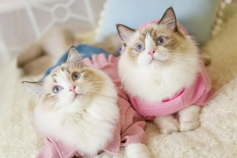 宠物狗换饲料全过程：从挑食到光盘的暖心转变