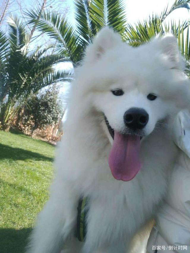 滨州宠物狗活动：毛孩子的快乐派对