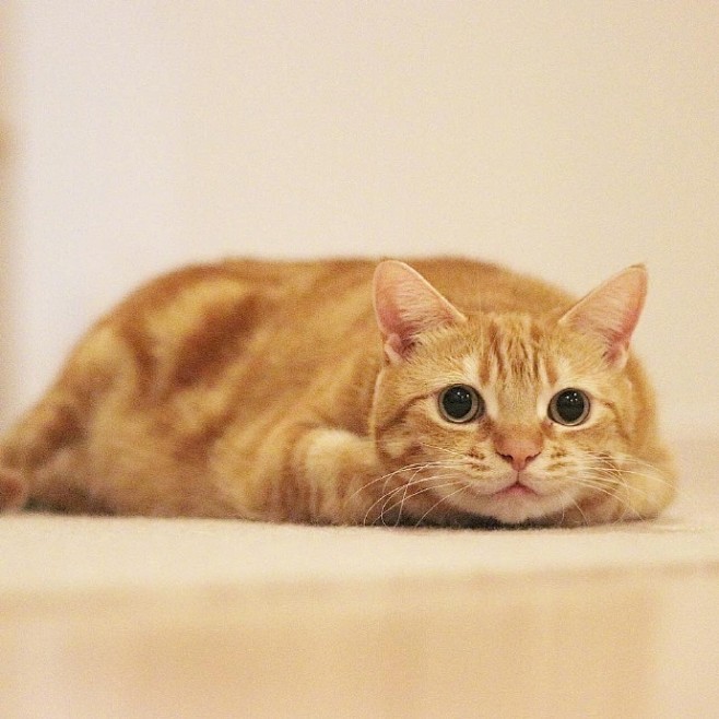 扬州宠物狗直播：镜头下的毛孩子与暖心日常