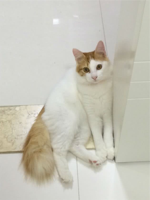 芒砀山带宠物狗：一场难忘的户外冒险