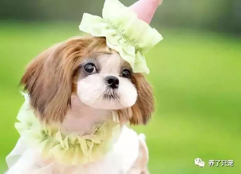 家中的宠物狗猫，总是能给我们带来无尽的欢乐和惊喜。它们那古灵精怪的性格，往往能在不经意间逗得我们捧腹大笑。今天，就让我们一起来探索那些搞笑的宠物狗猫日常，感受它们与主人间的情感纽带，同时分享一些专业的宠物知识。