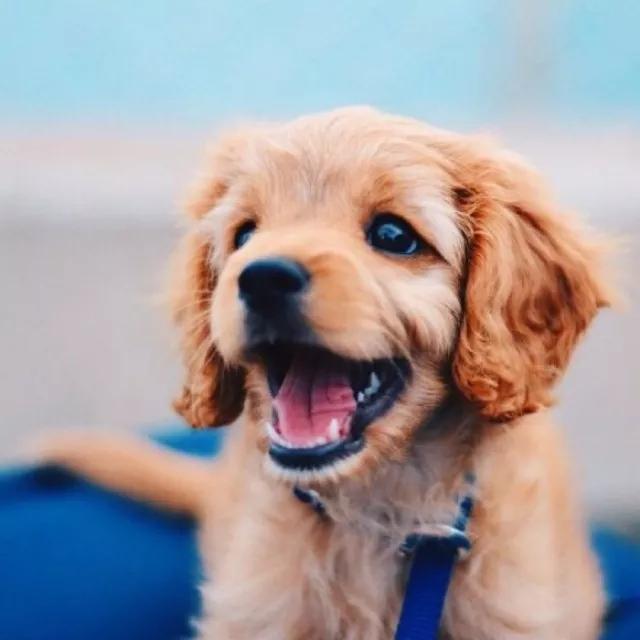 《狗狗的世界：一部部触动心灵的宠物电影》