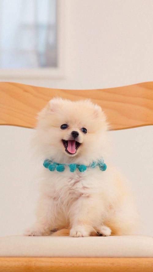 宠物狗五百以内：用有限预算，收获无限的爱