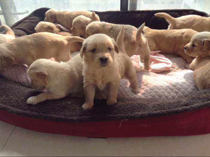 宠物狗被咬伤：意外发生时，主人该如何冷静应对？