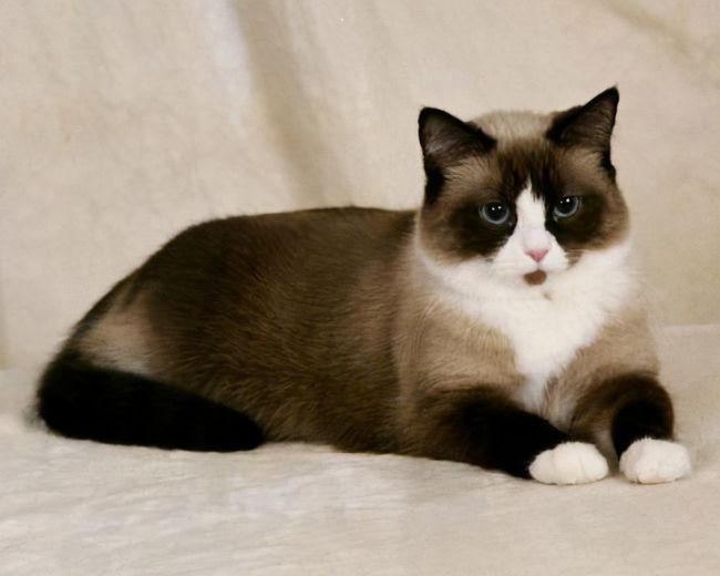 宠物狗生病哪里看病？