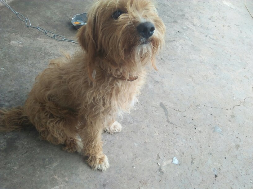 宠物狗数次闯入镜头：捕捉生活中的欢乐瞬间