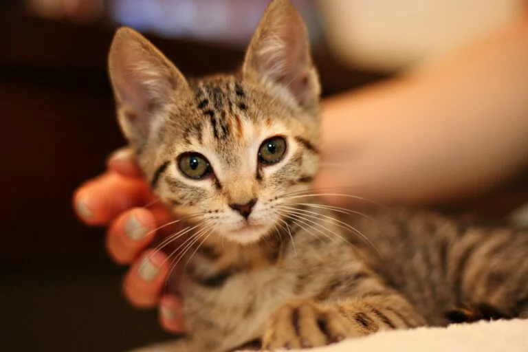 不会攻击宠物狗，养犬安全指南