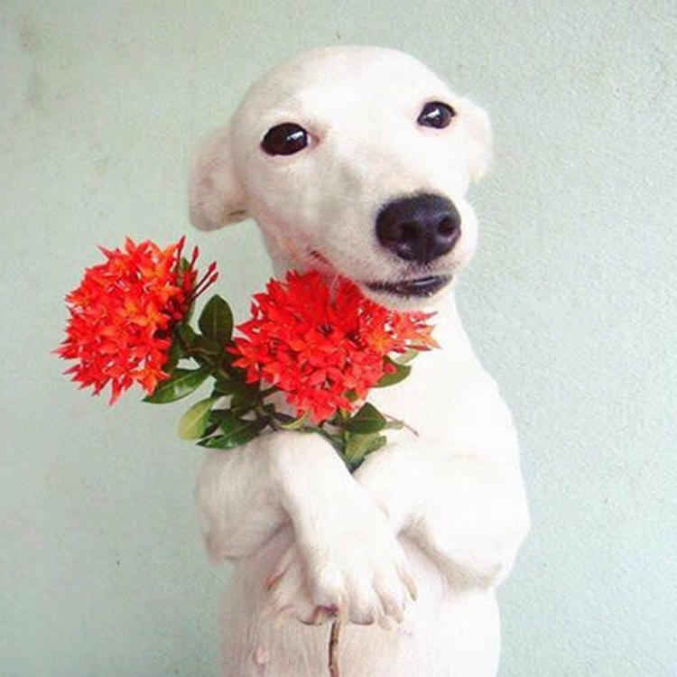 斯汀格宠物狗：忠诚伴侣的温馨日常