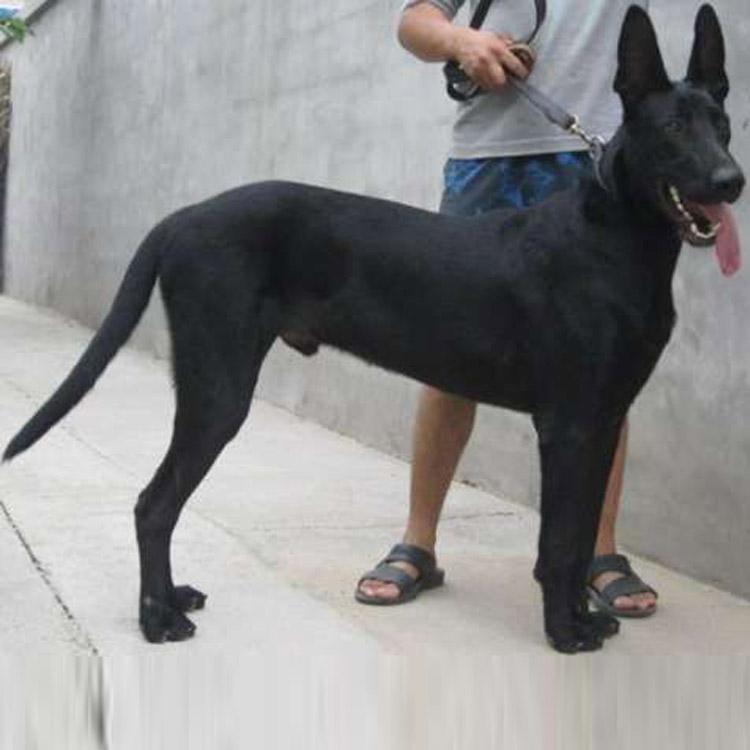 旧城卖宠物狗笼子：探寻宠物生活的小秘密