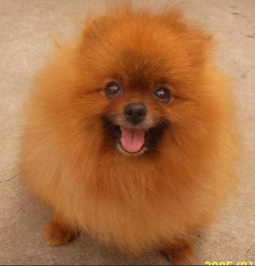 宠物狗粮分析图表：揭秘宠物饮食的营养密码