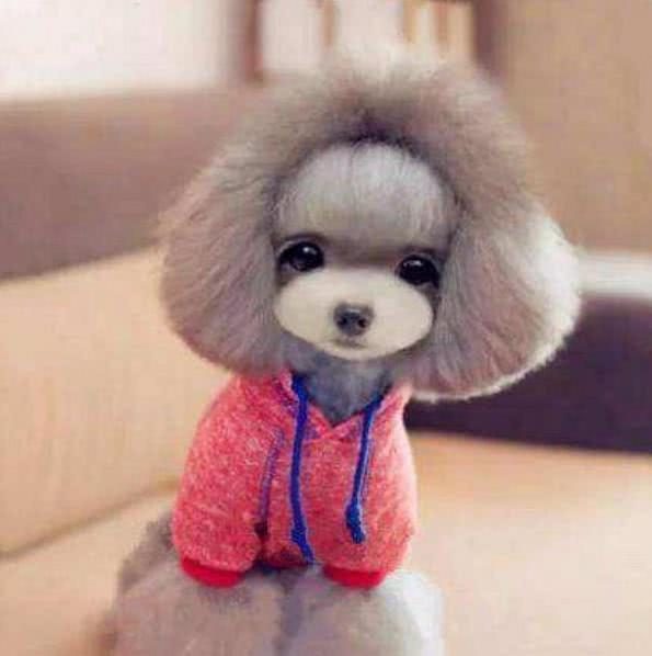 宠物狗的高待遇：宠爱有加的温馨生活