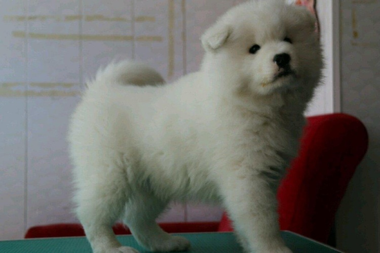 宠物狗花鼻子：当可爱的小鼻子变得“五彩斑斓”