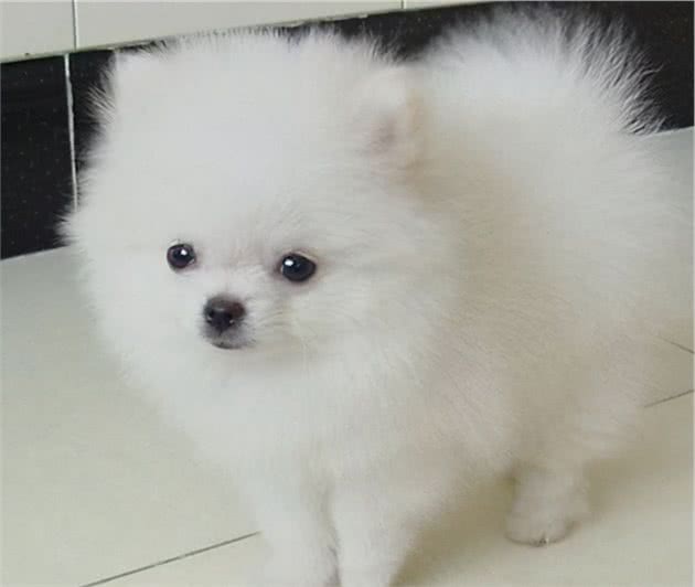 柳州宠物狗绝育价格：如何选择性价比高的服务？