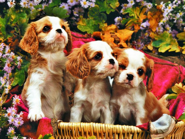 宠物狗项圈金属配件：打造时尚与安全的守护