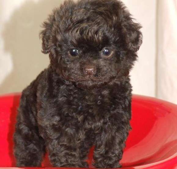 新吴区宠物狗：温馨陪伴，健康守护