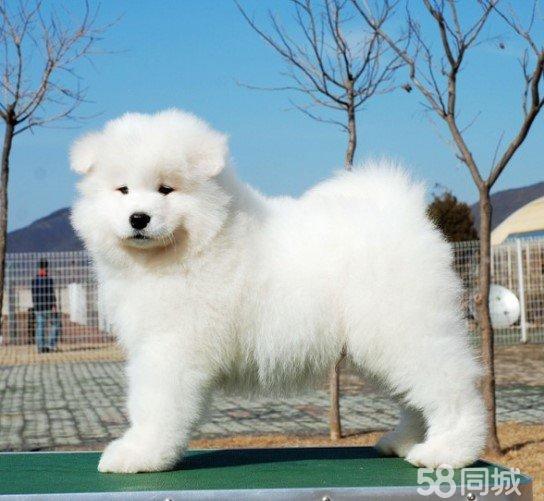 公婆不养宠物狗：当爱与习惯的碰撞