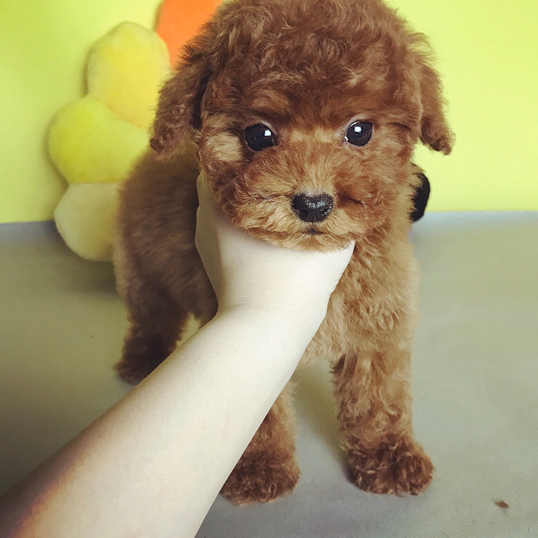 日本哪里卖宠物狗？带你探访日本宠物市场