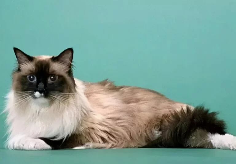 香喷喷宠物狗粮：每一口都是爱的味道