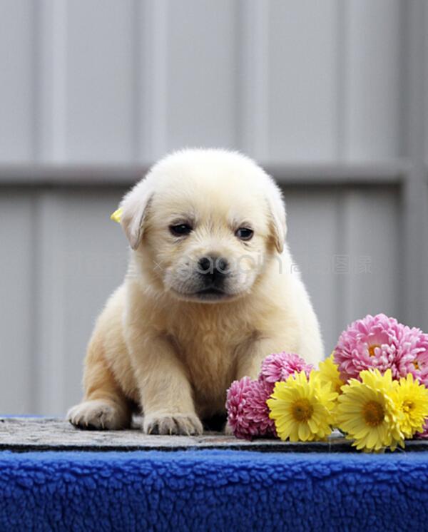 家人都嫌弃宠物狗？揭秘宠物狗的魅力与正确养护方法