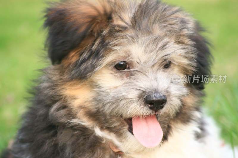 廊坊宠物狗如何办证：轻松掌握宠物生活新篇章