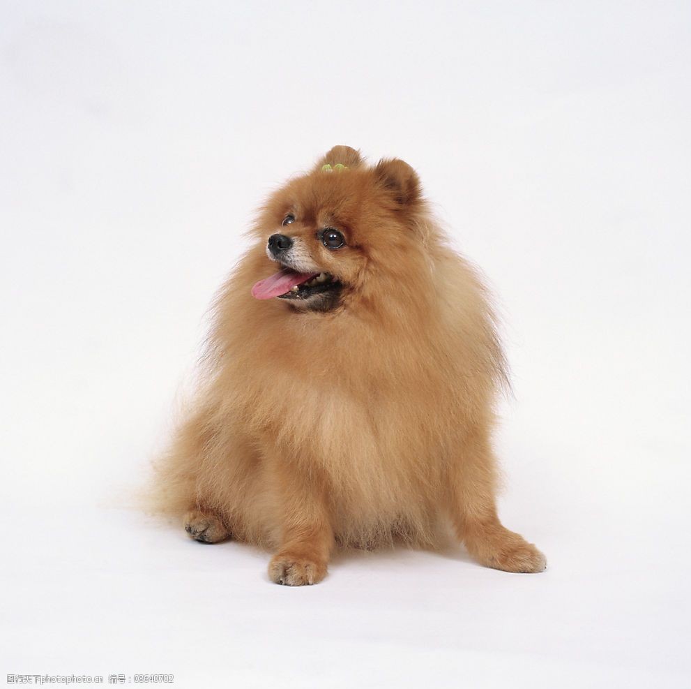 宠物狗爱咬奶嘴:揭秘狗狗的奇特喜好